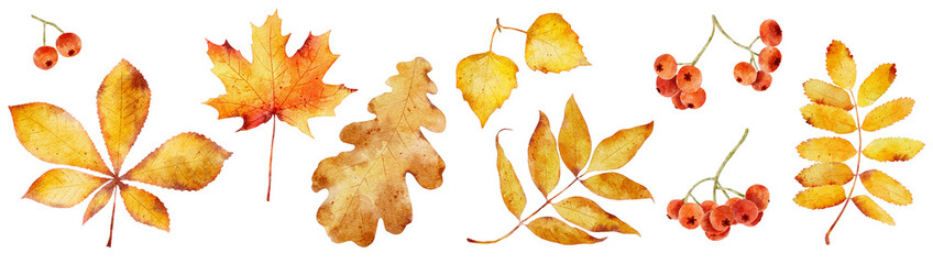 Set of watercolor autumn leaves isolated on white background.