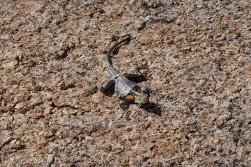Rock Agama in the Namib desert