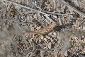 Skinks in the Namib desert
