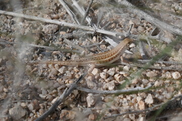 Skinks in the Namib desert