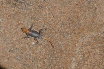Rock Agama in the Namib desert