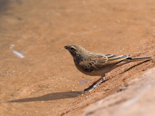 Birds in Spitzkoppe Namibia