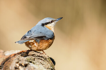 Eurasian nuthatch (Sitta europaea) in spring in the nature protection area Mönchbruch near Frankfurt, Germany.