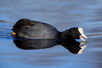 Eurasian coot (Fulica atra) swimming on a lake in the nature protection area Mönchbruch near Frankfurt, Germany.