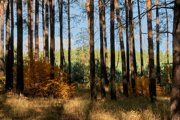 Pine forest. Branches with green spines. Mild climate. Place for a picnic and outdoor recreation. Natural landscape. Coniferous aroma is good for the thyroid gland.