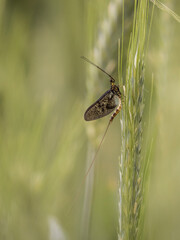 Eintagsfliege
