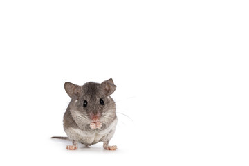 Fototapeta na wymiar Cute Cairo spiny mouse aka acomys cahirinus, sitting up facing front. Showing both eyes and tiny hands. Isolated on a white background.