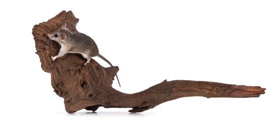 Cute Cairo spiny mouse aka acomys cahirinus, sitting on dried wooden branch. Isolated on a white background.