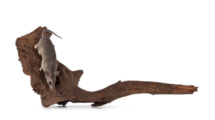 Cute Cairo spiny mouse aka acomys cahirinus, sitting on dried wooden branch. Isolated on a white background.