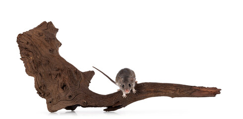 Cute Cairo spiny mouse aka acomys cahirinus, sitting on dried wooden branch. Isolated on a white background.