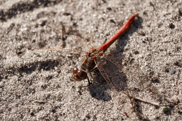 Photo of a dragonfly sitting on the sand. An insect that flies. Season. Summer.