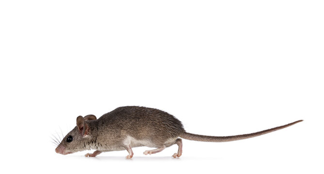 Cute Cairo spiny mouse aka acomys cahirinus, running side ways. Isolated on a white background.