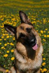 Domestic thoroughbred dog in field of wild flowers. Portrait close-up view from above. Beautiful young German Shepherd sitting in field of yellow spring dandelions, smiling and enjoying life.