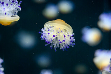 Fried egg jellyfish also known as egg-yolk jellyfish, Phacellophora camtschatica swimming in...