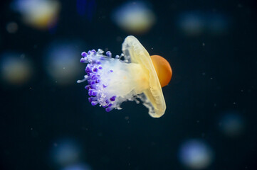 Fried egg jellyfish also known as egg-yolk jellyfish, Phacellophora camtschatica swimming in Aquarium Jelly fish tank