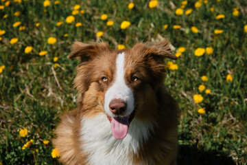 Aussie puppy red tricolor in field of wild flowers. Portrait close-up view from above. Australian Shepherd sits in field of yellow spring dandelions, smiling and enjoying life.