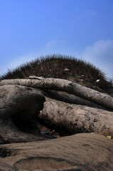 coast, dunes, terrain, dead wood, dunes