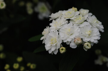 close-up, fresh, white, chrysanthemums, blooming