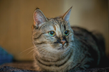 Expressive emotional muzzle of a young cat