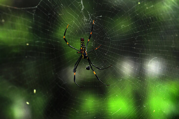 close-up, dangerous, arachnid, green, spider