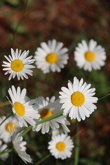 Leucanthemum vulgare plant in bloom. White and yellow Oxe eye daisy in the meadow