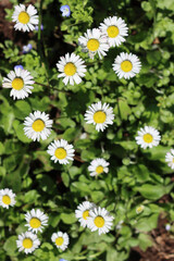 Top view of Common daisies flowers. Bellis perennis plant in bloom on springtime 