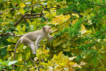 Portrait one monkey or Macaca monkey lives in the trees alone, looking for green tamarind leaves to eat for food it hungry at Khao Ngu Stone Park, Ratchaburi, Thailand. Leave space for text input.