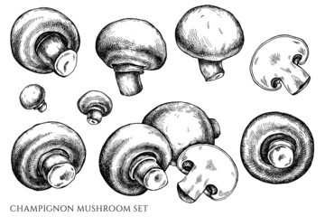 Vector set of hand drawn black and white champignon