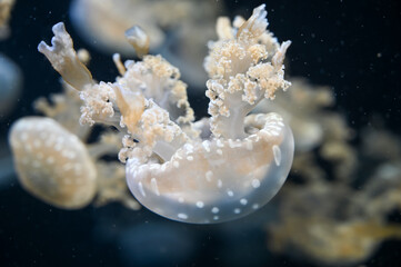 White spotted jellyfish also known as Phyllorhiza punctata, floating bell, Australian spotted...