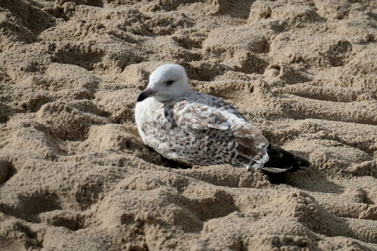 moewe im sand