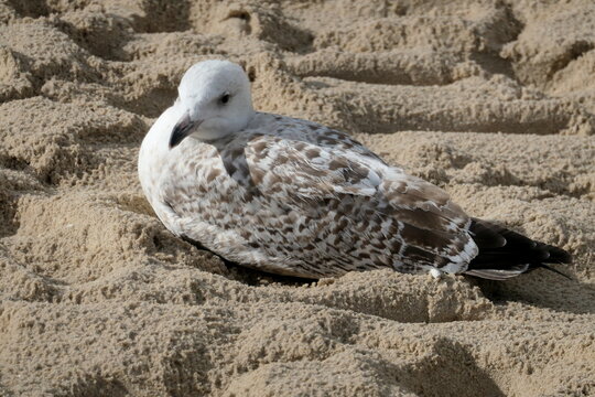 moewe im sand