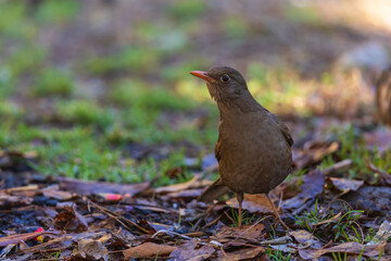 Grey-winged blackbird (Turdus boulboul) at Pangot, Uttarakhand, India