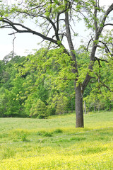 Tree in the Pasture