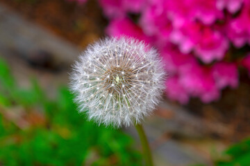 Whole dandelion seed head (Taraxacum Officinale) on a blurred green and pink background -01