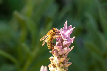 abeja polinizando una flor morada en el atardecer 