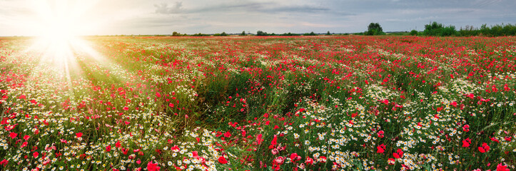 Summer field of red blooming poppies