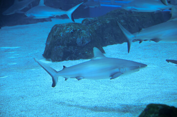 Fototapeta premium Big Sharks swimming in Aquarium Shark Fish Tank