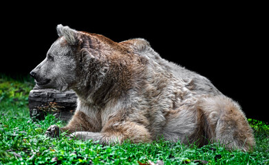 Syrian brown bear male on the lawn. Latin name - Ursus arctos syriacus