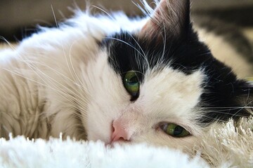 Model Kater 