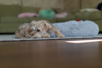 Yorkie Bichon mixed breed dog laying on the floor next to his fluffy pet bed.