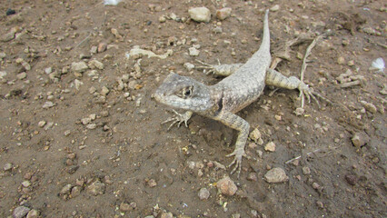 lizard on the stone