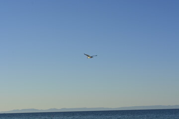 Plakat seagulls on the beach