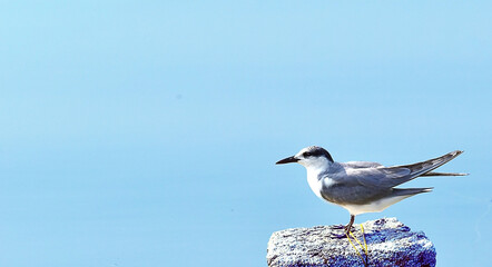 seagull on the rock