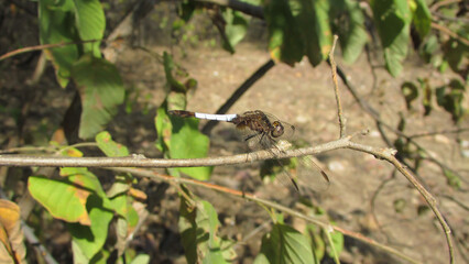 dragonfly, green background, predator insect