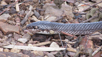 Snake with ticks, parasites on your body