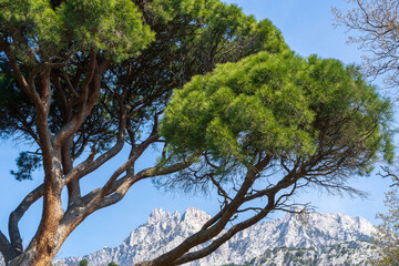 Image of Italian pine on the background of the rock. Pinus pinea.