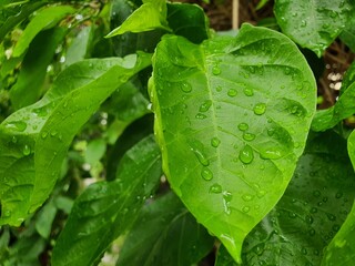 Rain drops on leaf - 507120386