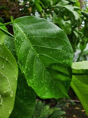 rain drops on a leaf