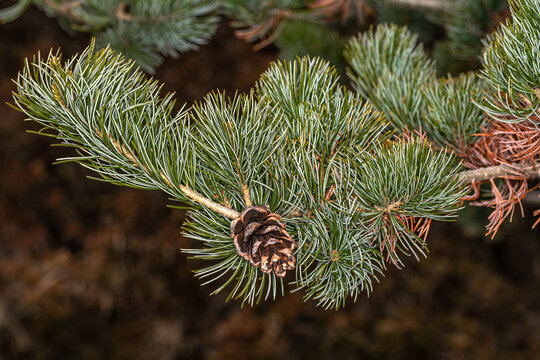 Leaves and Cone of Japanese White Pine (Pinus parviflora)