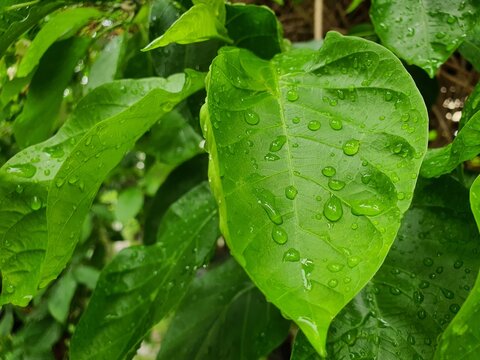 Rain drops on leaf